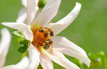 Obraz na płótnie Canvas Bienen auf Blütenpollen