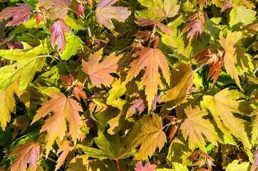 Texture of bright autumn leaves.