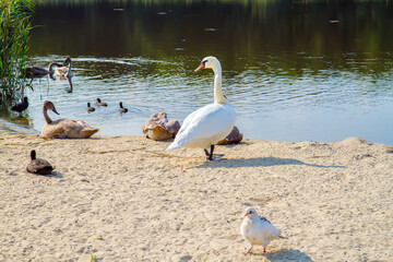 Birds on the shore of the pond. Ducks, geese and swan.