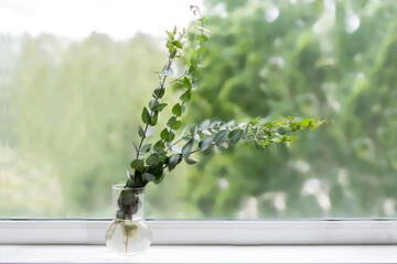 Minimalist home decor eucalyptus in a stylish vase on the window