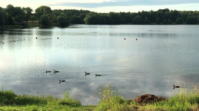 Flock of wild mallard ducks swim on lake.
