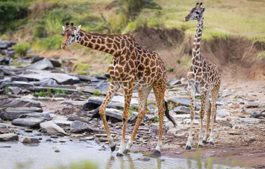 Giraffe crossing  river stream in Masai Mara, Kenya