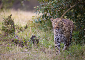 Leopard in Masai Mara, Kenya