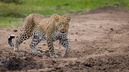 Leopard in Masai Mara, Kenya