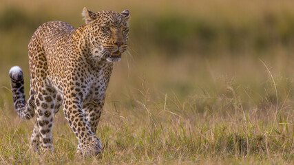 Leopard in Masai Mara, Kenya