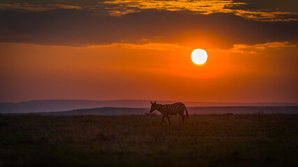 Fototapeta na wymiar A lone zebra at sunset in Masai Mara, Kenya