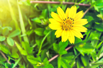 Macro closeup of Beautiful fresh yellow flowers in morning sunlight nature background.