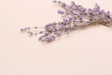 Beautiful lavender flowers on color background