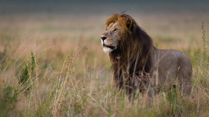 Male lion from the Marsh pride in Masai Mara, Kenya