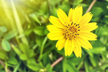 Macro closeup of Beautiful fresh yellow flowers in morning sunlight nature background.
