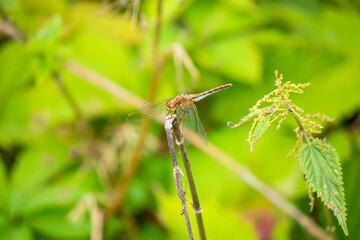 Dragonfly on a broken blade of grass on a green natural background, close-up