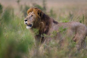 Male lion from the Marsh pride in Masai Mara, Kenya