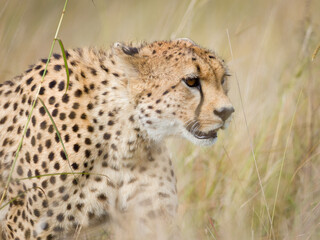 Cheetah in Masai Mara, Kenya