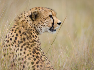 Cheetah in Masai Mara, Kenya