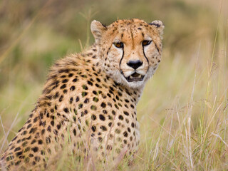 Naklejka na ściany i meble Cheetah in Masai Mara, Kenya