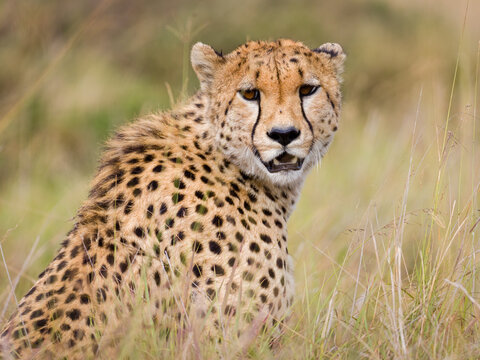 Cheetah in Masai Mara, Kenya