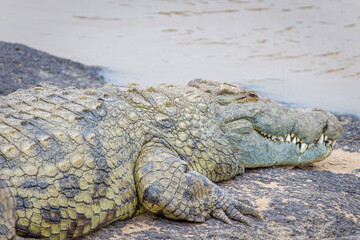 Obraz premium Crocodiles by the Mara River in Masai Mara, Kenya
