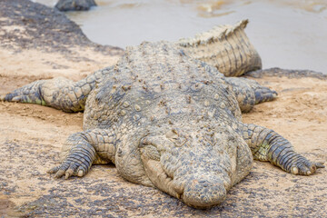 Fototapeta premium Crocodiles by the Mara River in Masai Mara, Kenya