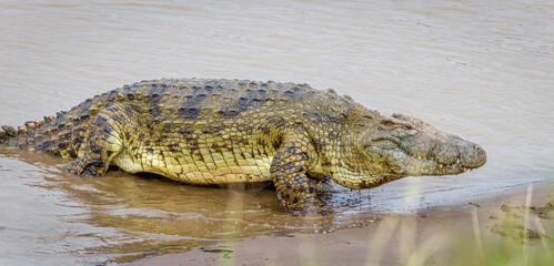 Crocodiles by the Mara River in Masai Mara, Kenya