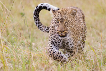 Leopard in Masai Mara, Kenya