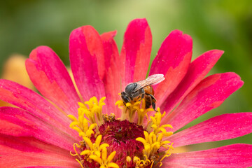 Close-up and selective focus bee image ,Little bee looking for nectar on pink flowers.