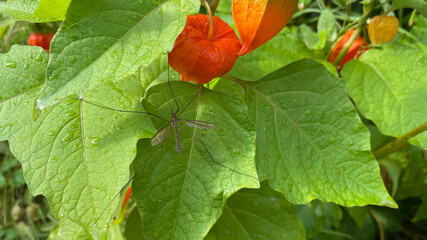 red and yellow flower