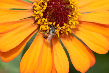 Close-up and selective focus bee image ,Little bee looking for nectar on yellow flowers.