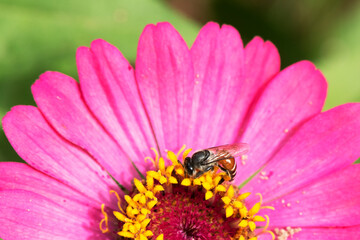 Close-up and selective focus bee image ,Little bee looking for nectar on pink flowers.