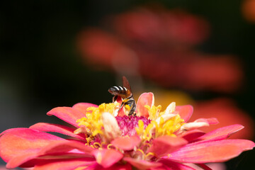 Close-up and selective focus bee image ,Little bee looking for nectar on red  flowers.