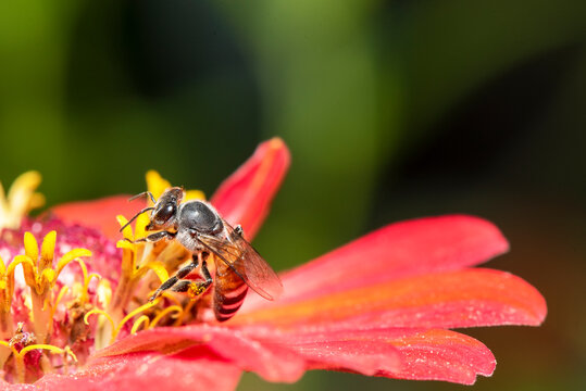 Close-up and selective focus bee image ,Little bee looking for nectar on red  flowers.
