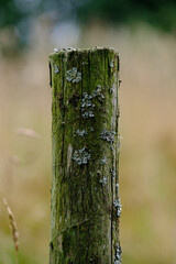 Bemooster Pfahl an einer Wiese