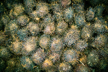 Rotten rambutan is similar to the corona virus or COVID-19 picture.