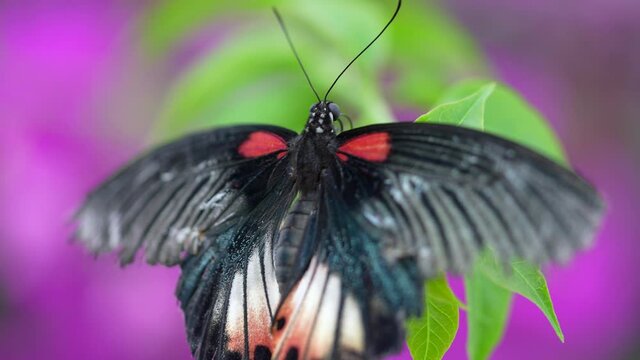 Black Butterfly with beautiful pattern enjoys on green plant in front of purple flowerbed