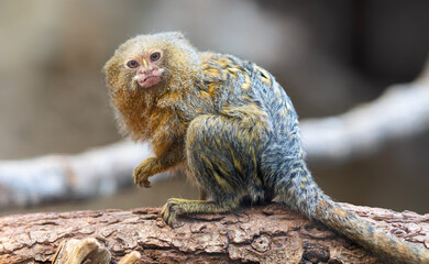 Close up of a Pygmy Marmoset (Cebuella pygmaea)