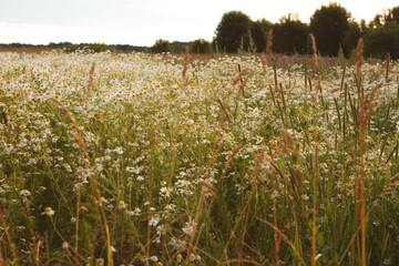 Daisies in meadow on summer day