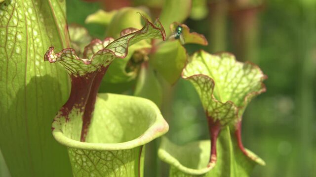 CLOSE UP, DOF: Shiny green fly flies onto a tropical carnivorous pitcherplant growing in a botanical garden in North Carolina. Lush green Sarracenia flava flowers attract insects into their traps.