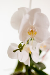Fototapeta na wymiar Orchids on a white background. White and purple