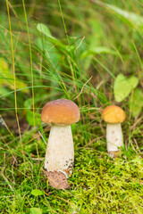 Boletus growing in the forest.