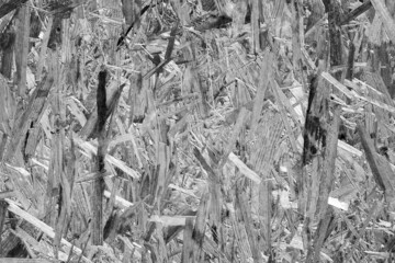 Oriented strand board OSB. Sterling board