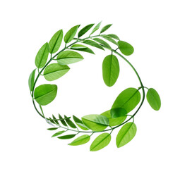 Green stems with leaves in a circular motion on a white background