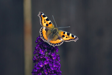 Orange Tortoiseshell Butterfly on purple buddleia flower.