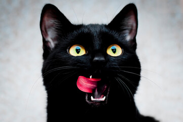 Green eyed black Cat portrait background