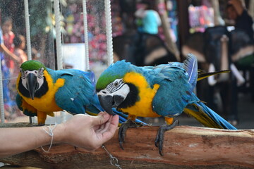 blue and yellow macaw