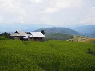 Fototapeta na wymiar rice terraces, Mae Chaem District, Chiang Mai 