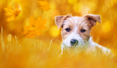 Banner of a cute pet dog puppy as listening in the grass in autumn with orange golden leaves
