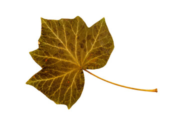 Isolated green english ivy, hedera helix leaf on white background