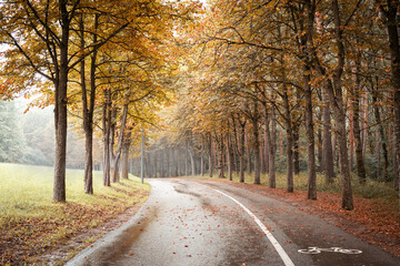 Naklejka premium road in autumn forest