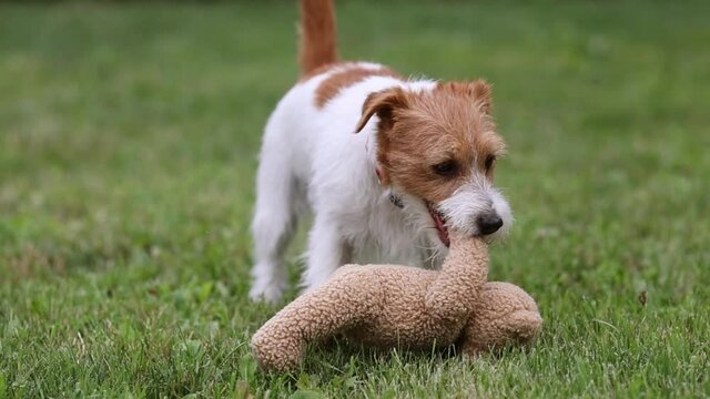 Playful funny happy pet dog puppy playing, pulling, biting his toy in the grass, slow motion