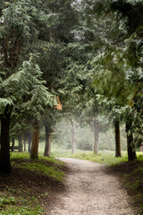 pathway in the misty pine forest