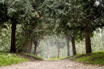 Fototapeta premium pathway in the misty pine forest